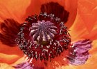 4 Oriental poppy.jpeg